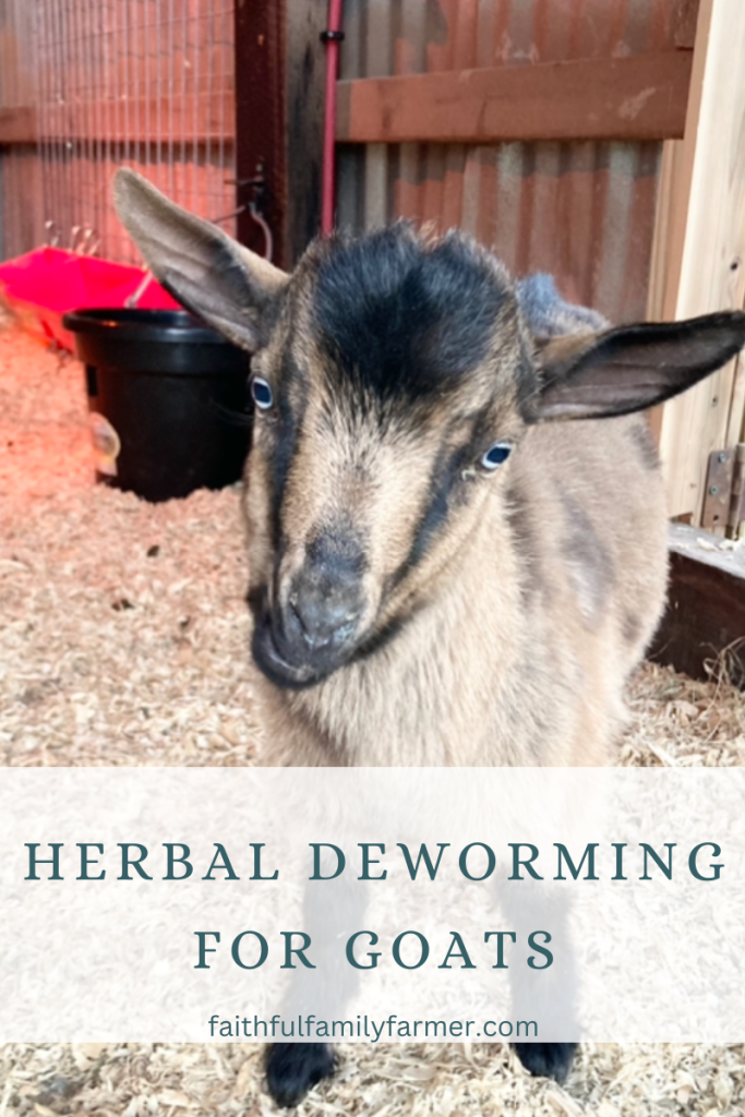 goat in barn looking at the camera