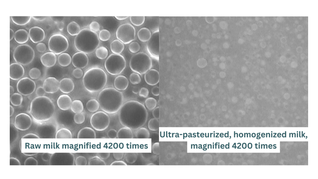 raw milk under microscope