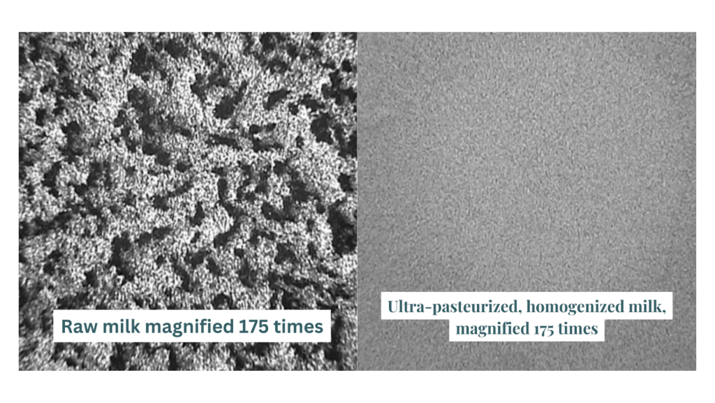 Raw milk under a microscope