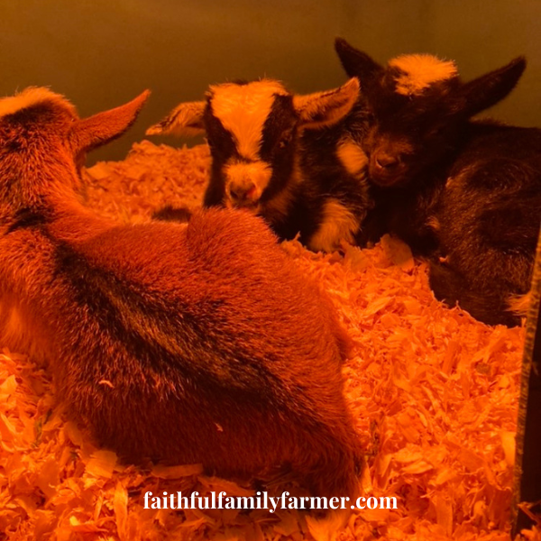 baby goats warm in a barrel