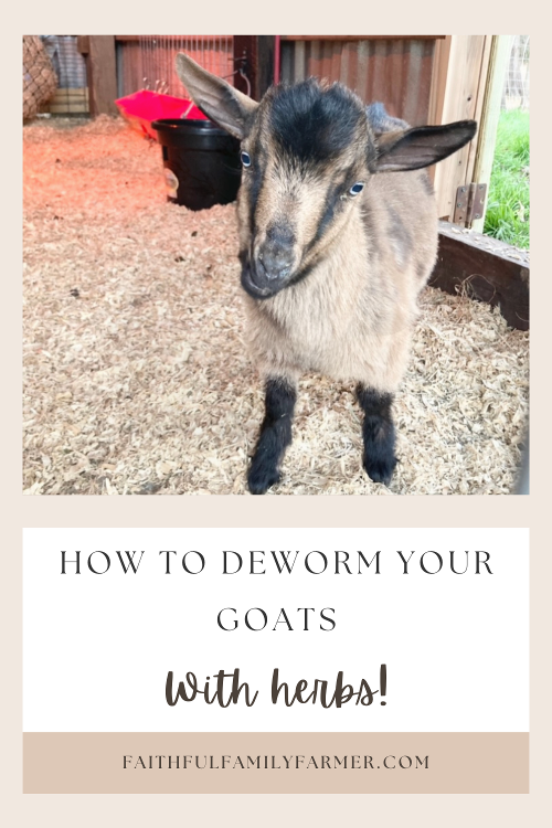 Herbal Dewormer Recipes For Goats (Natural Farming)