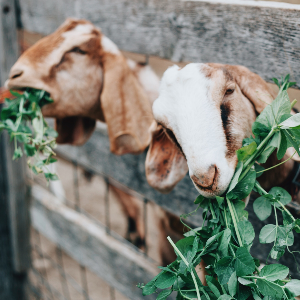 goats head in fence eating leaves