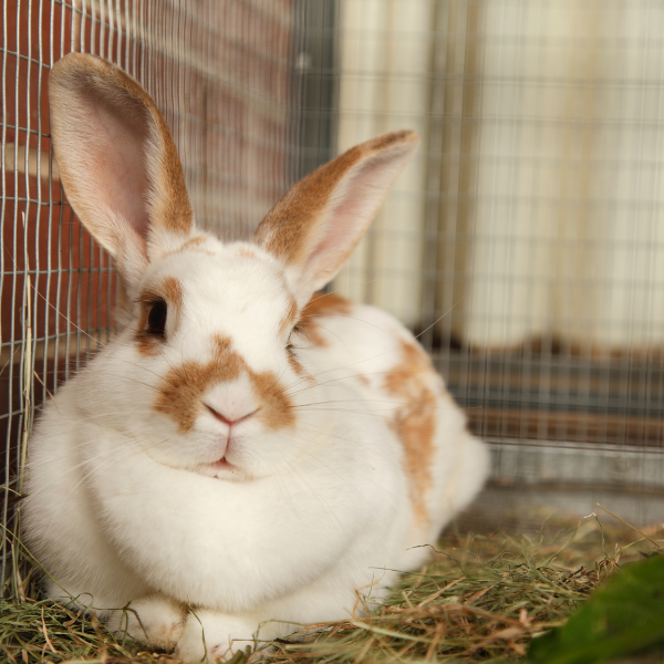 The Easiest Way To Butcher Rabbits Step By Step