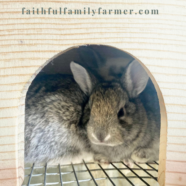 rabbit hiding in rabbit hideout box