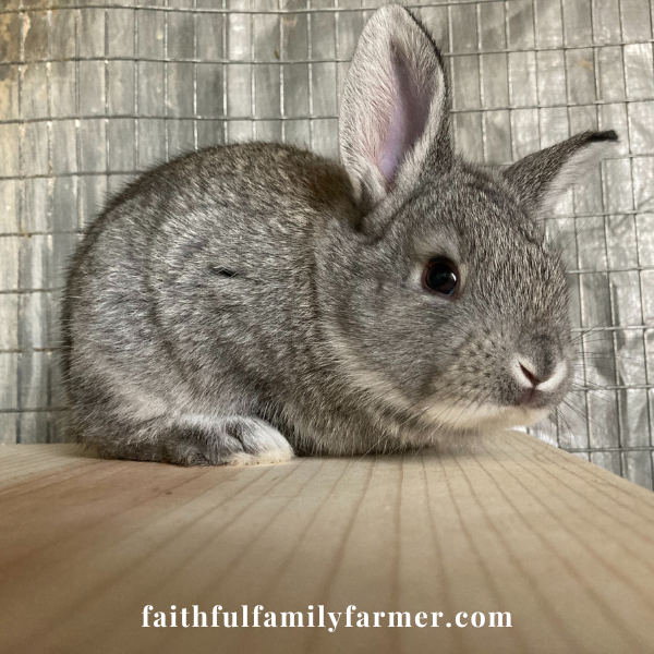 baby rabbit on a hideout box