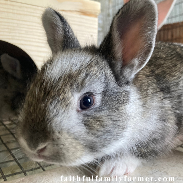 cute safe rabbit nest to rabbit hideout box