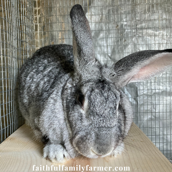 mother rabbit on a hideout box