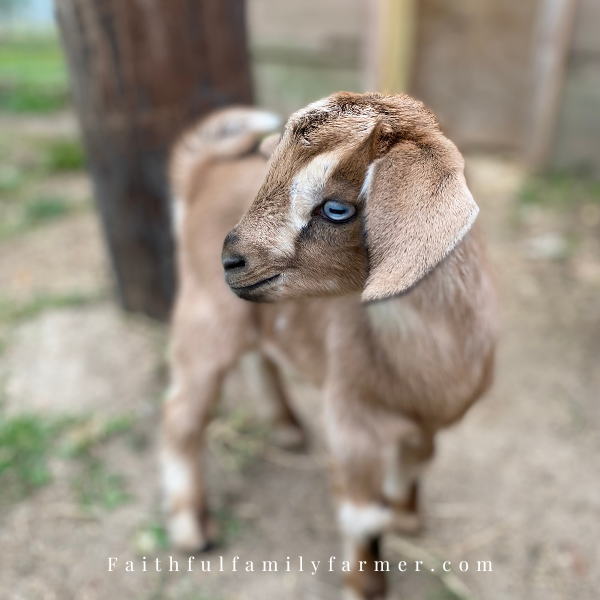 How Much Does a Baby Goat Cost And How to Raise Them