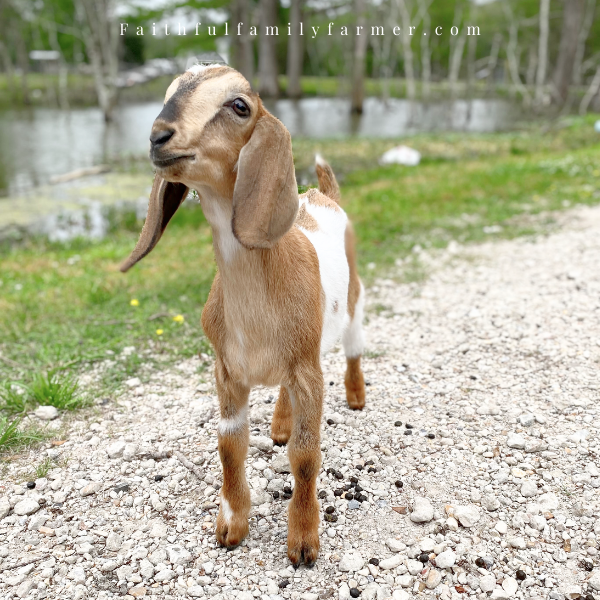 tan and white buck goat