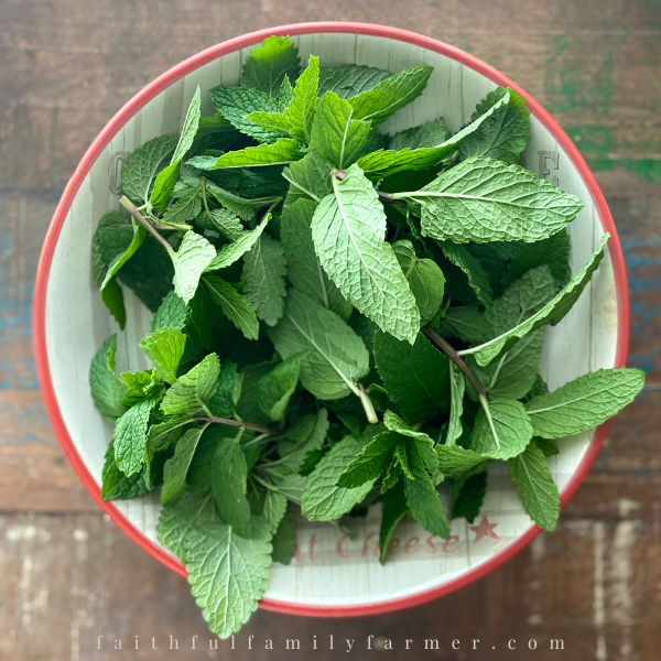 Fresh lemon balm in a bowl