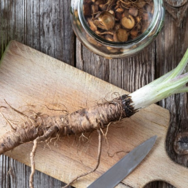 burdock root