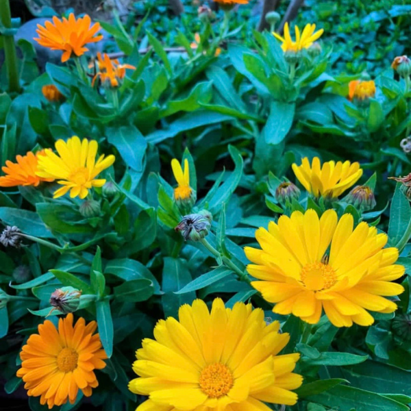 calendula flowers