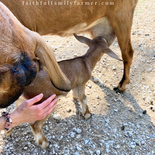 bringing baby to mom after disbud goats