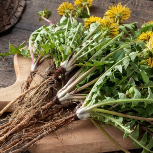 dandelion root