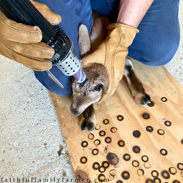 disbudding baby goat