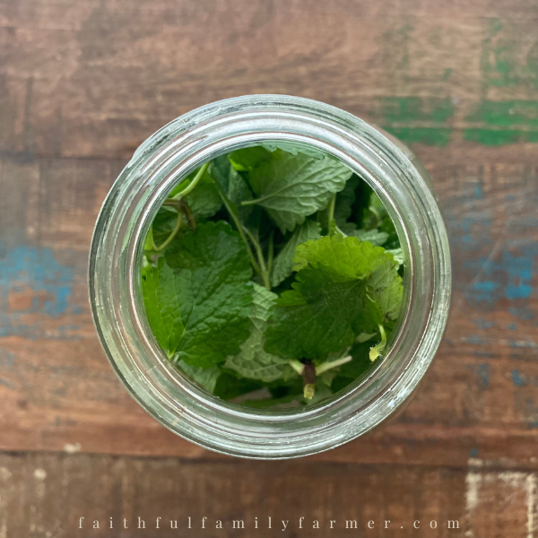 lemon balm in mason jar