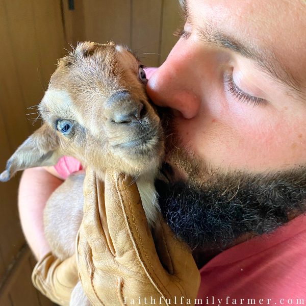 kissing baby goat after i disbud goats