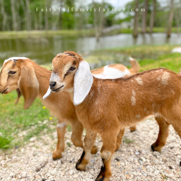 two goats on gravel