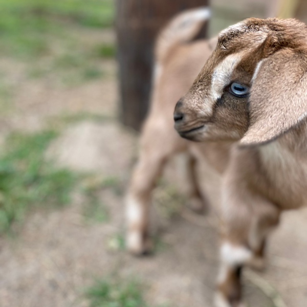 new baby goat with blue eyes