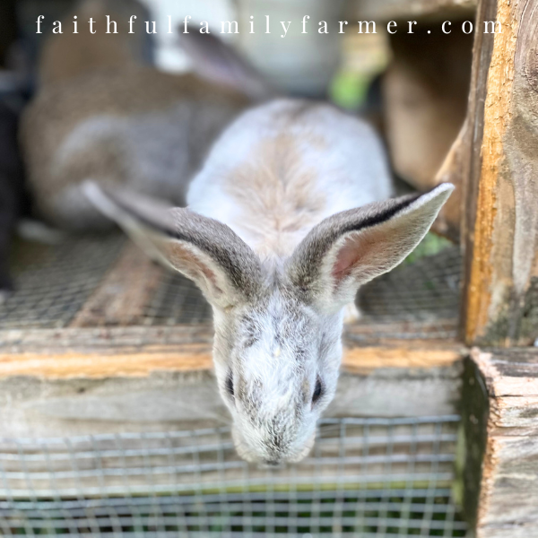 How To Tell A Rabbits Gender (Sexing A Rabbit)