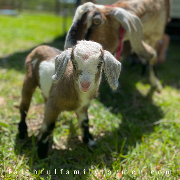 baby goat and momma goat