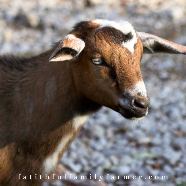 baby goat with blue eyes