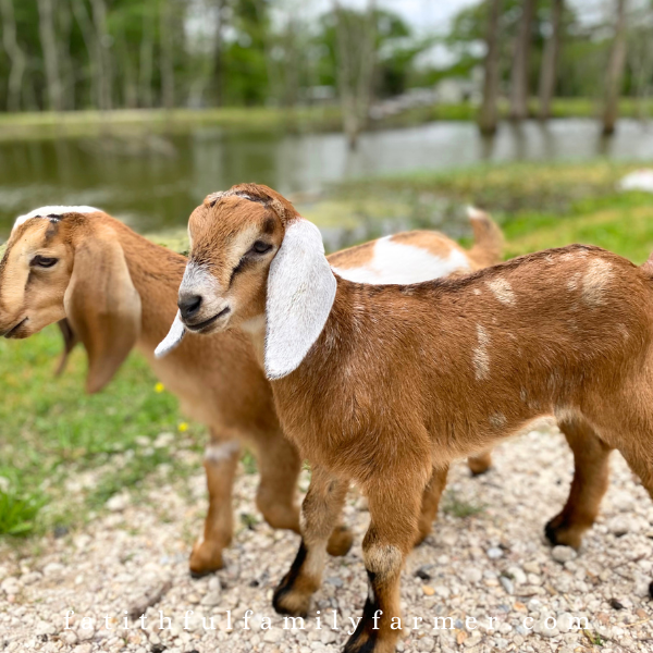 baby Nubian goats