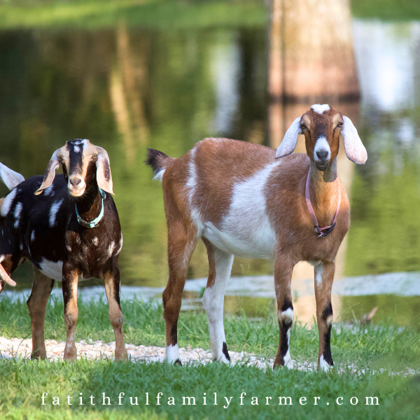 Goat Labor Signs and Birth Care (Free Birth Prep Checklist)